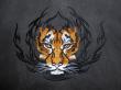 Tigre 